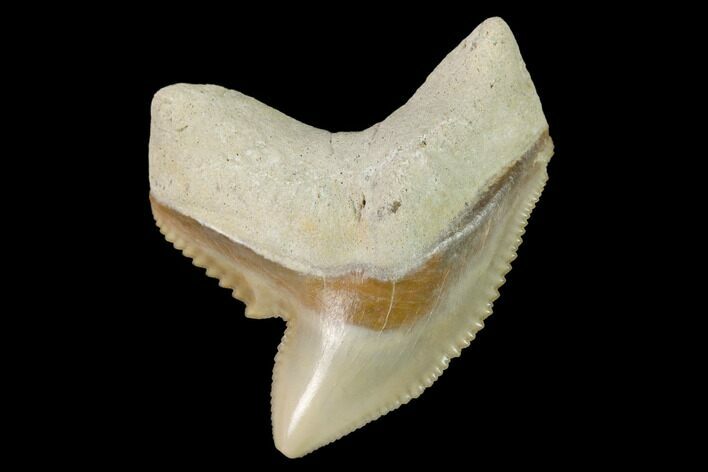 Fossil Tiger Shark (Galeocerdo) Tooth - Aurora, NC #143908